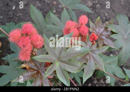 Castor. Ricinus. Ricinus arborescens. Decorative plant. Horizontal Stock Photo