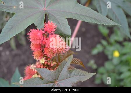 Castor. Ricinus. Ricinus arborescens. Decorative plant. Garden plant. Horizontal Stock Photo