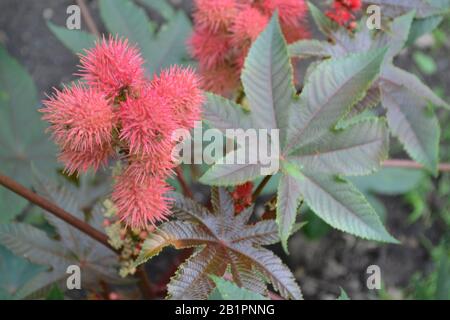 Castor. Ricinus. Ricinus arborescens. Decorative plant. Garden. Horizontal Stock Photo
