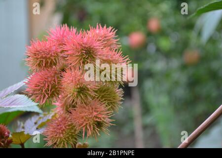 Castor. Ricinus. Ricinus arborescens. Decorative plant. Garden plant. Tropical plant on the flowerbed. Horizontal Stock Photo