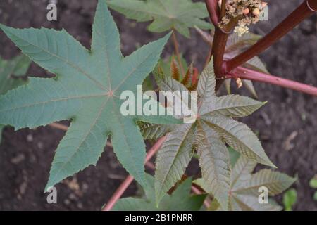 Castor. Ricinus. Ricinus arborescens. Decorative plant. Garden. Horizontal photo Stock Photo