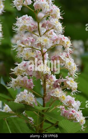 White red acacia petals with long stamens Stock Photo