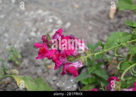 Snapdragon. Antirrhinum. Perennial. Beautiful unusual flower. Inflorescences of fuchsia-colored. Garden. A flower bed. Green leaves. Horizontal Stock Photo