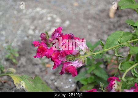 Snapdragon. Antirrhinum. Perennial. Beautiful unusual flower. Inflorescences of fuchsia-colored. Garden. A flower bed. Green leaves. Horizontal photo Stock Photo