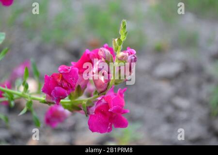 Snapdragon. Antirrhinum. Perennial. Beautiful unusual flower. Inflorescences of fuchsia-colored. Garden. A flower bed. Green leaves. Summer. Horizonta Stock Photo