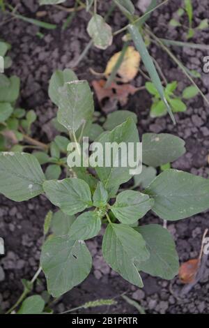 Amaranth. Amaranthus. Annual herbaceous plant. Green leaves. Weeds. Vertical Stock Photo