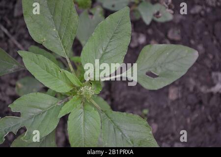 Amaranth. Amaranthus. Annual herbaceous plant. Green leaves. Horizontal photo Stock Photo