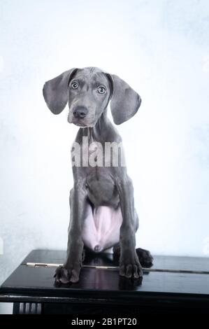 Very beautiful dog, blue Weimaraner breed, puppy on piano , luxury chic dog Stock Photo