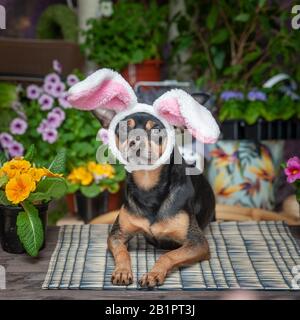 A dog dressed as an Easter bunny in a hat and scarf surrounded by flowers, the theme of spring and summer and Easter Stock Photo