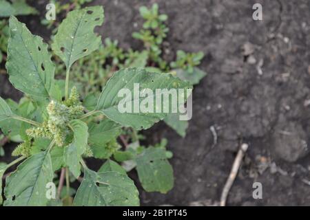 Amaranth. Amaranthus. Annual herbaceous plant. Green leaves. Weeds. Field, vegetable garden. Horizontal photo Stock Photo