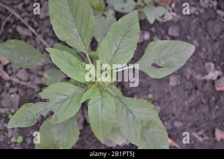Amaranth. Amaranthus. Annual herbaceous plant. Green leaves. Weeds. Horizontal Stock Photo