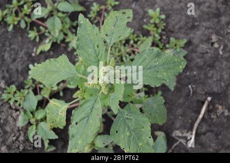 Amaranth. Amaranthus. Annual herbaceous plant. Green leaves. Weeds. Field, vegetable garden. Summer. Horizontal Stock Photo