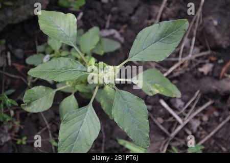 Amaranth. Amaranthus. Annual herbaceous plant. Green leaves. Weeds. Horizontal photo Stock Photo