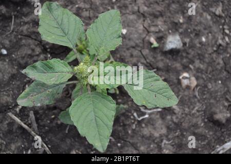 Amaranth. Amaranthus. Annual herbaceous plant. Green leaves. Weeds. Field, garden. Horizontal photo Stock Photo