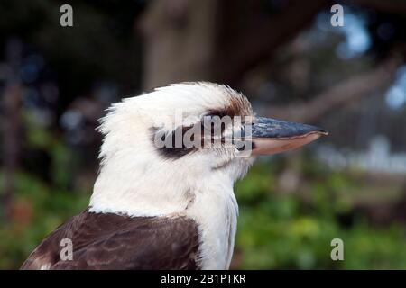 Sydney Australia, profile of  a kookaburra sitting in the spring sunshine Stock Photo