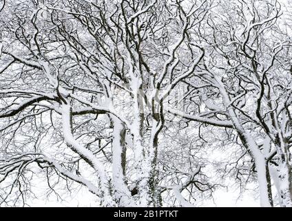 A beech tree in winter covered in snow Stock Photo