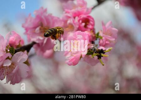 bee gathering honey in blooming pink Sakura on a blue sky background. A branch full of pink flowers of Sakura Stock Photo