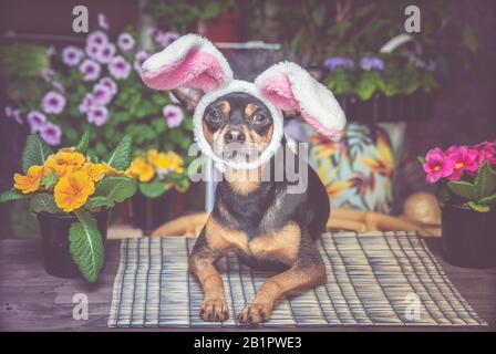 Theme of Easter and spring, the Dog in the costume of the Easter Bunny, in a hat and scarf surrounded by flowers Stock Photo