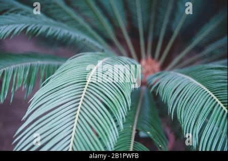 Exotic green background of tropical leaves, stylish fashionable summer pattern Stock Photo