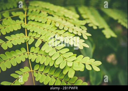 Green leaves of tropical fern plants,  green jungle summer background  in  vintage tone Stock Photo