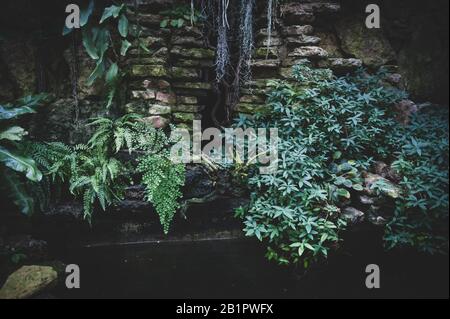 Tropical plants and ferns growing in the rocks , background Stock Photo