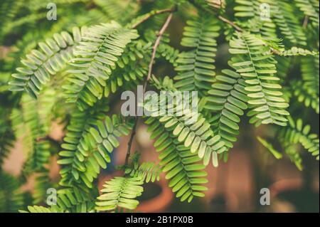 Green leaves of tropical  plants,  green jungle summer background  in  vintage tone Stock Photo