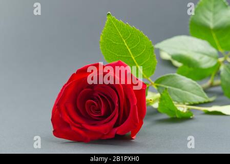 Beautiful single rose on grey background. The concept of st valentine's day, Mother's Day, March 8. Stock Photo