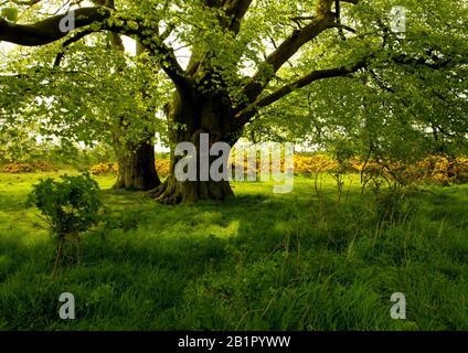 Ancient beech trees in early summer Stock Photo