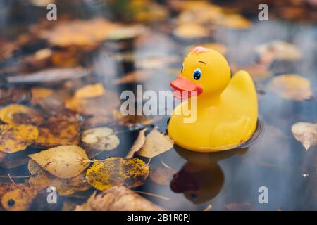 Duck toy in autumn puddle with leaves. Autumn symbol in city park. Fairweather or cloudy weather concept. Stock Photo