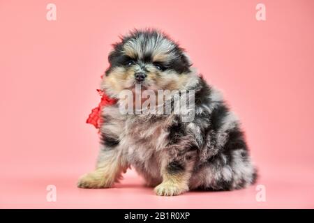 Pomeranian Spitz puppy. Cute fluffy tri-colored Spitz dog on pink background. Family-friendly tiny Dwarf-Spitz pom dog. Stock Photo
