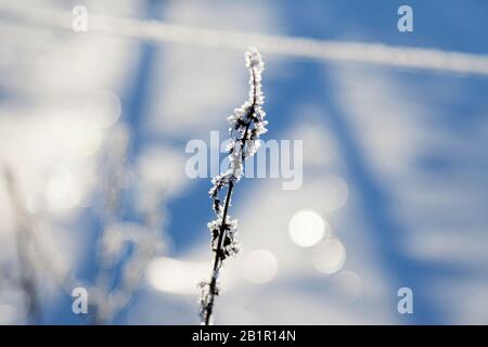 a dead branch with frost in beautiful winter sunlight with bokeh in the background Stock Photo