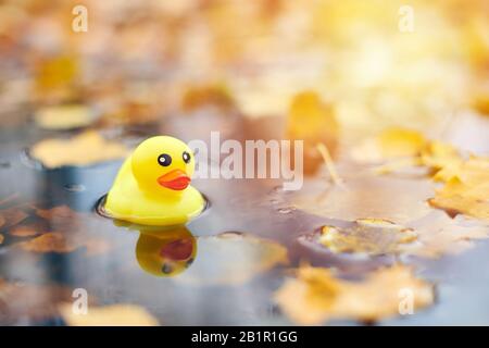 Duck toy in autumn puddle with leaves. Autumn symbol in city park. Fairweather or cloudy weather concept. Stock Photo