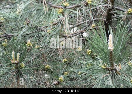 Twigs and needles with immature pine cones Stock Photo