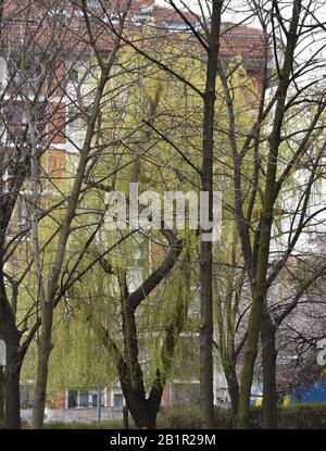 Green willow and leafless trees in the park in front of the building Stock Photo