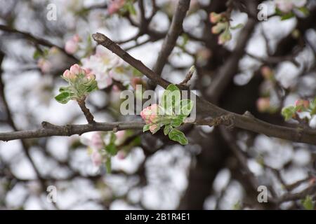 Fruit buds on thin twigs in spring. Stock Photo