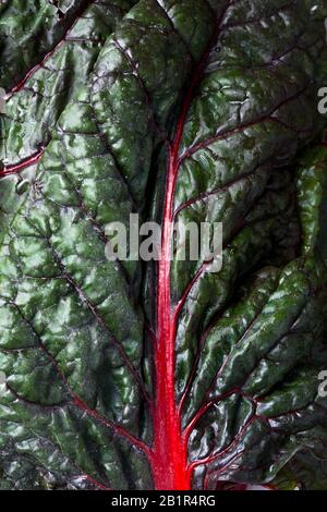 Balkan cuisine. Macro.  Blitva ( chard leaves ) - popular leafy vegetables. Stock Photo