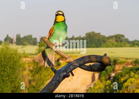 beautiful wild bird freely sits on a background of nature Stock Photo