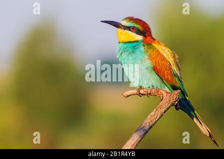 beautiful wild bird sits freely on a branch Stock Photo
