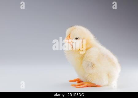 fluffy white chicken on a white background Stock Photo