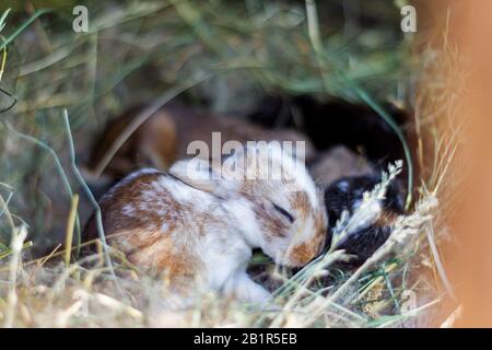 little rabbit sleep in the nest Stock Photo