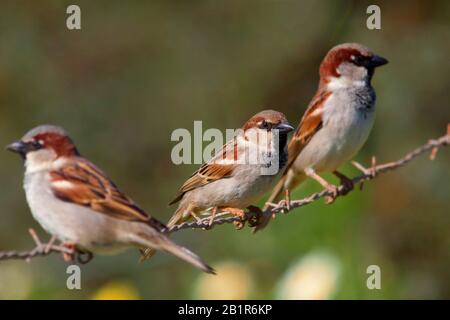 house sparrow (Passer domesticus), three males sit on barbed wire fence, Germany, Bavaria Stock Photo