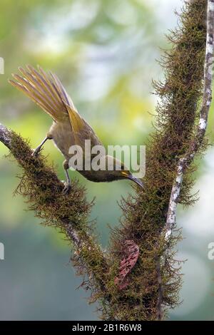 Duetting Giant-Honeyeater, Gymnomyza brunneirostris (Gymnomyza brunneirostris), a recently split species, Fiji Stock Photo