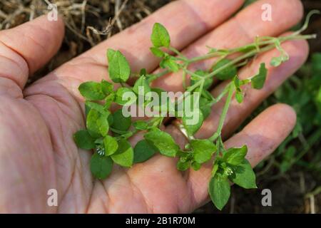 common chickweed (Stellaria media), ist harvested, Germany Stock Photo
