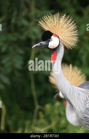 South African crowned crane, Grey crowned crane (Balearica regulorum), portraet, Africa Stock Photo