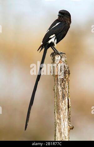 Magpie shrike (Corvinella melanoleuca, Urolestes melanoleucus), perched on outlook, Africa Stock Photo
