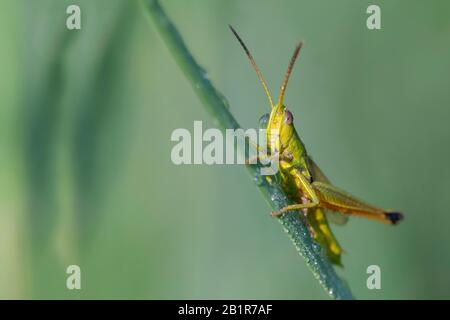 small gold grasshopper (Chrysochraon brachypterus, Euthystira brachyptera), female, Germany Stock Photo