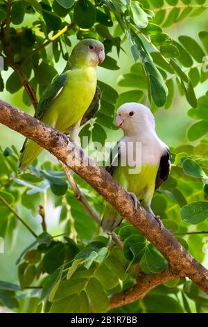 grey-headed lovebird (Agapornis canus, Agapornis cana), perched in canopy of Madagascar forest, Madagascar Stock Photo
