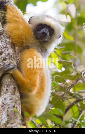 diadem sifaka, diademed sifaka (Propithecus diadema), one of the world's largest living lemurs, Madagascar Stock Photo