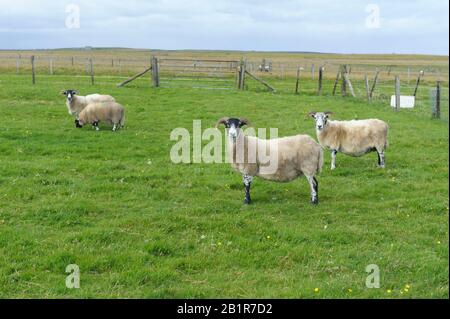 Sheep on a croft in the Isle of Lewis, Scotland Stock Photo