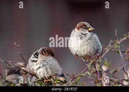house sparrow (Passer domesticus), two sparrows on a shrub, Germany, Bavaria Stock Photo